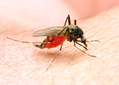 Малярия фото