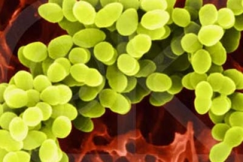 Найден метод преодоления устойчивости бактерий к антибиотикам