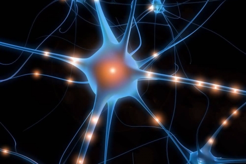 Нервные клетки обладают особым защитным путем