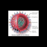 Новые штаммы вируса гриппа обнаружены в США