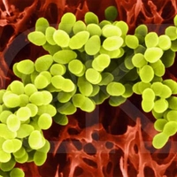 Найден метод преодоления устойчивости бактерий к антибиотикам