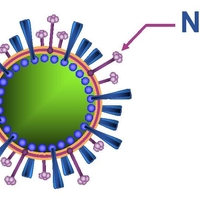 Птичий грипп мутирует: прогнозы пессимистов сбываются