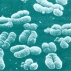 Генные болезни будут лечить искусственными хромосомами