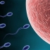 Геном сперматозоидов раскрыт